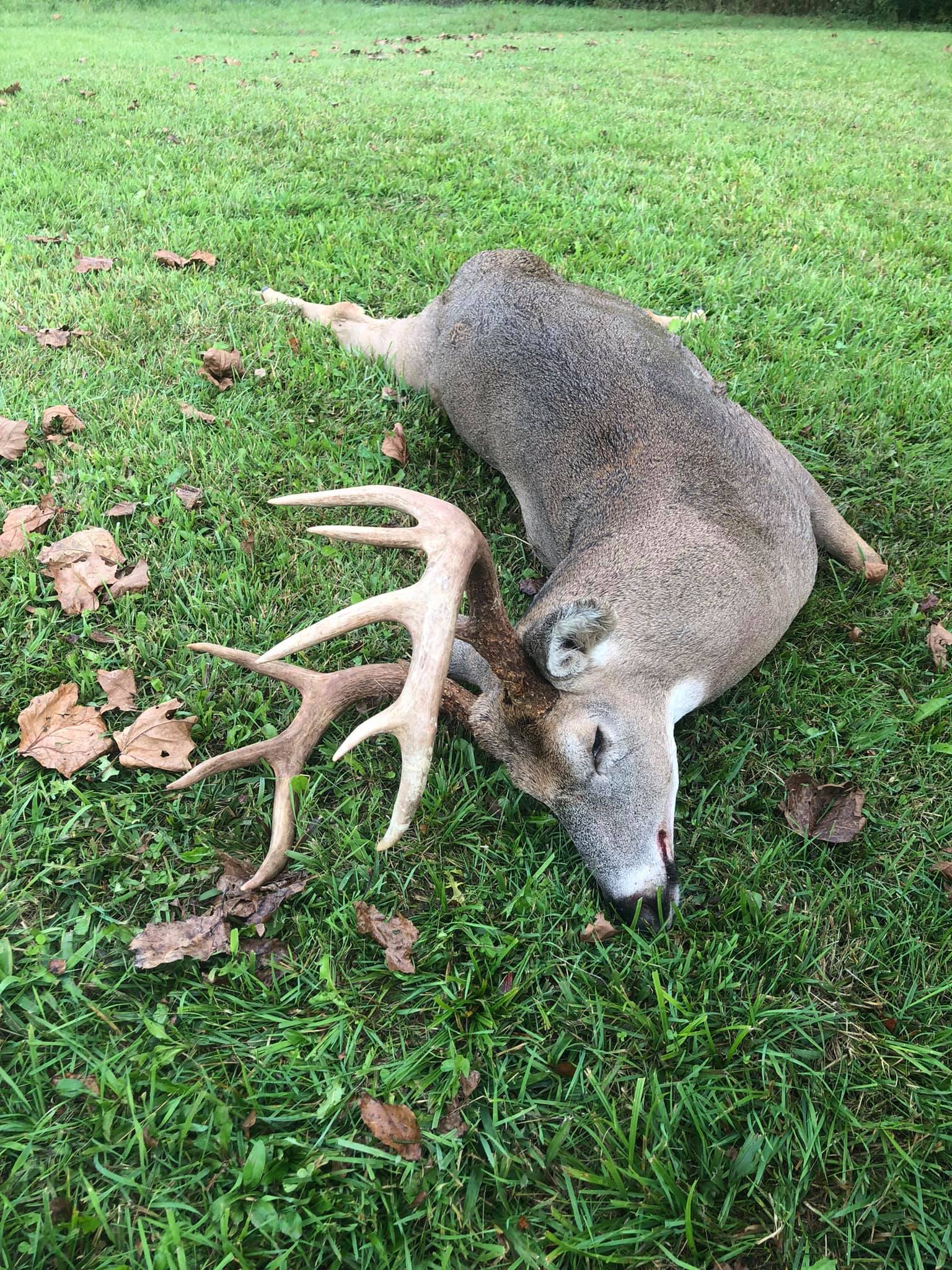 A large buck with a twelve-point rack lies on a green lawn.