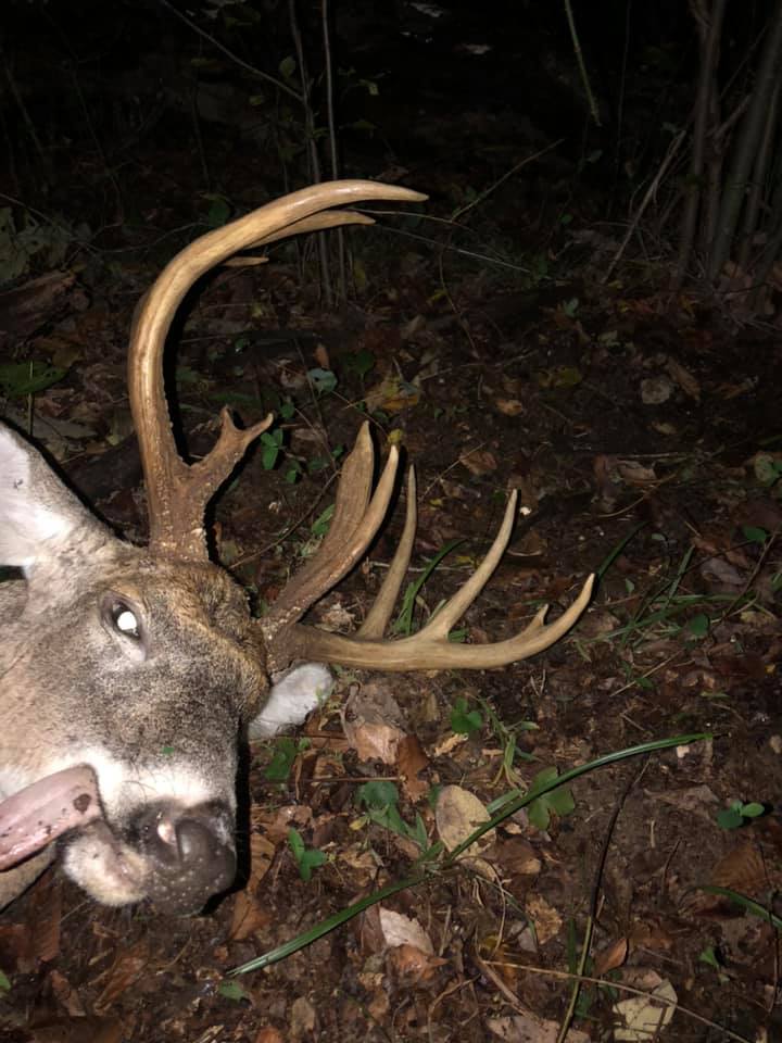 A mature whitetail buck with impressive antlers lies on the forest floor.