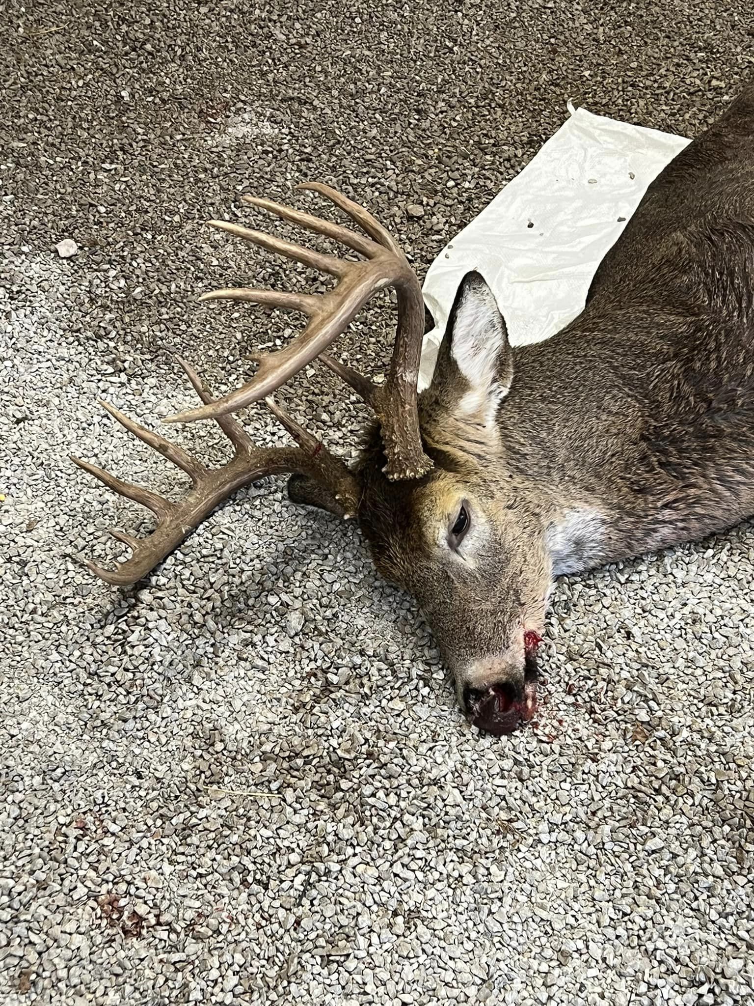 A mature buck with a large rack lies on a bed of gravel, its head turned to the side.