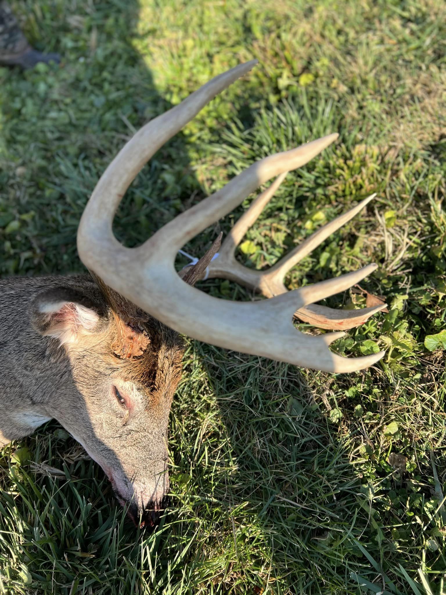 A mature buck with a large rack lies on the grass in Kentucky.