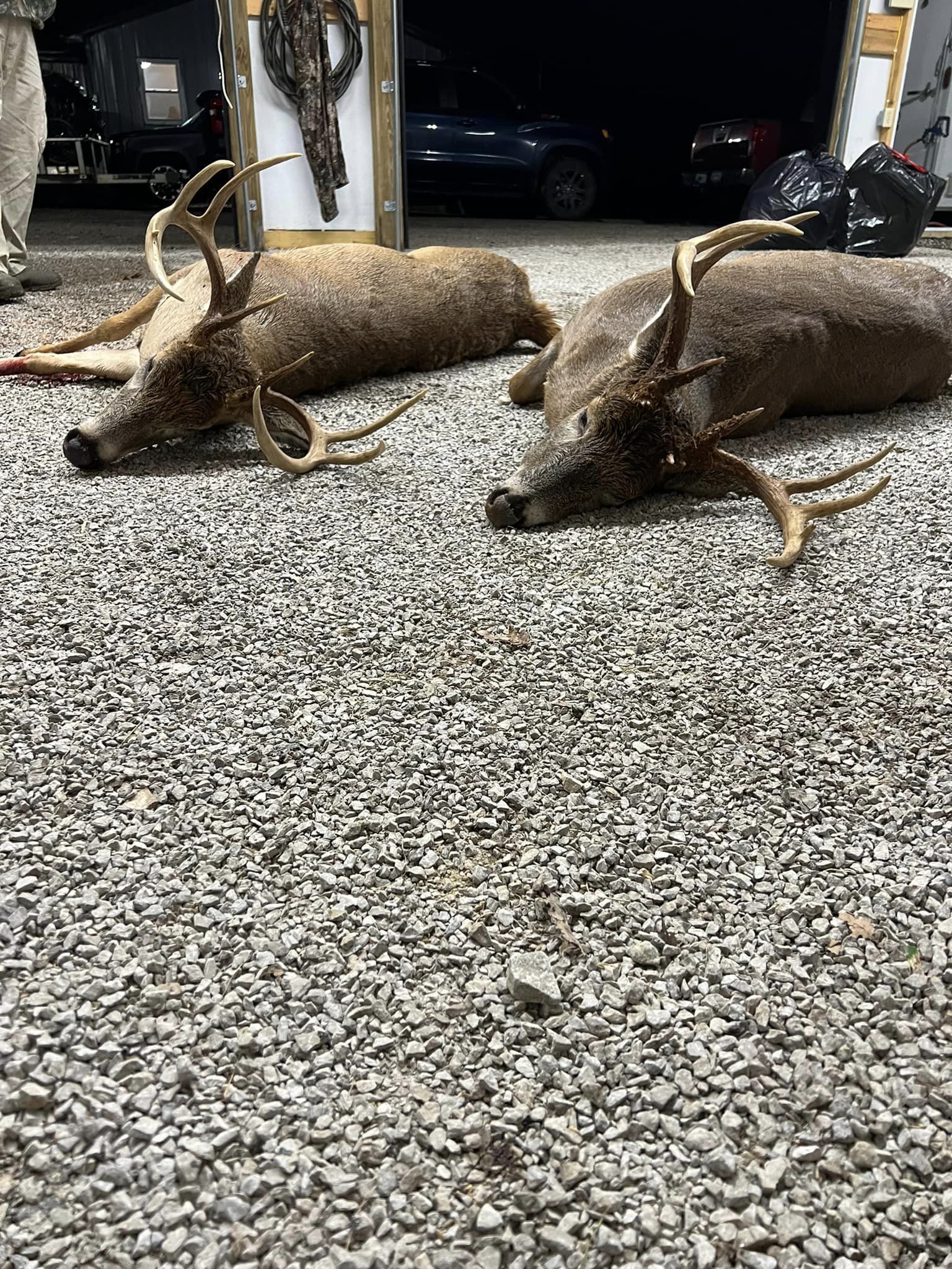 Two mature bucks lie on a gravel surface in front of an open garage.