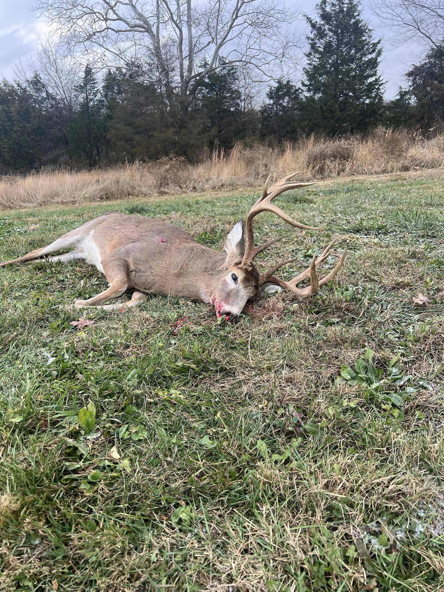 A mature whitetail buck with a large rack lies on a frosty field in Kentucky.