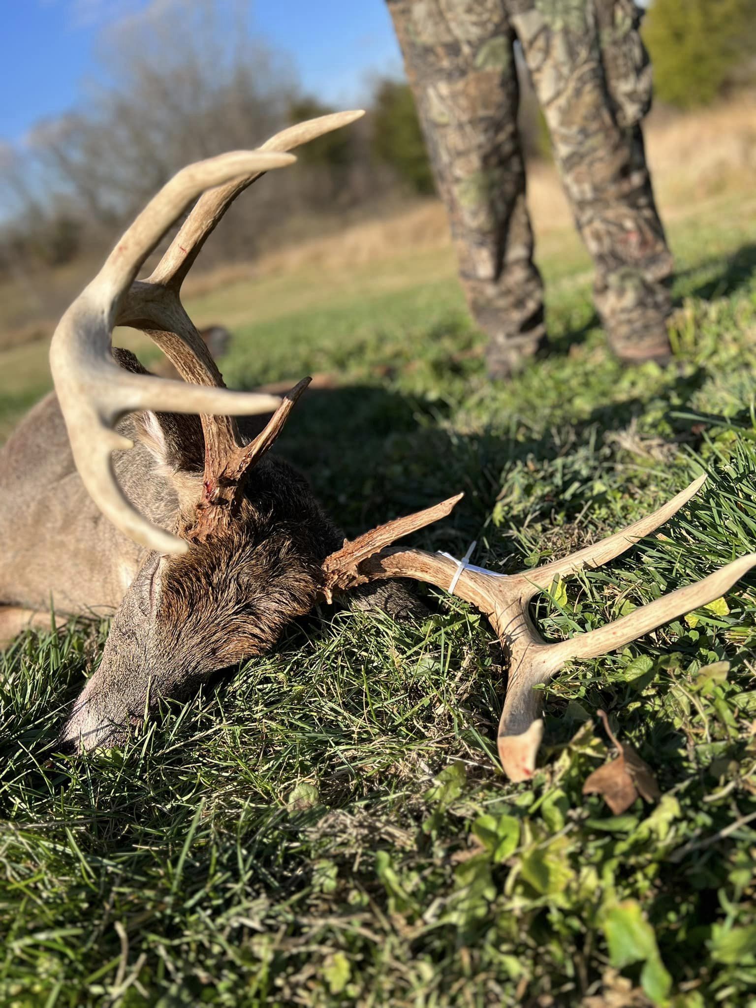A Kentucky whitetail buck lies in the grass with substantial antlers as a hunter in camouflage stands nearby.