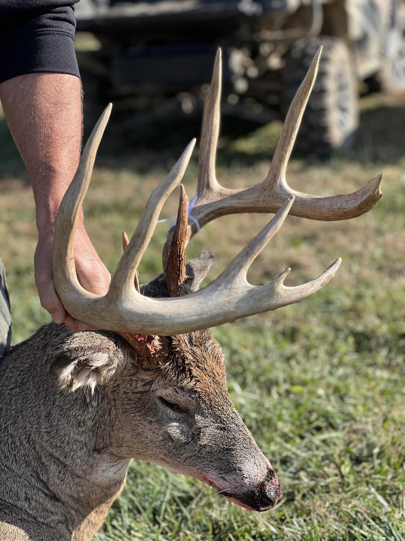 A hunter holds a mature buck whose antlers are mostly shed of velvet.