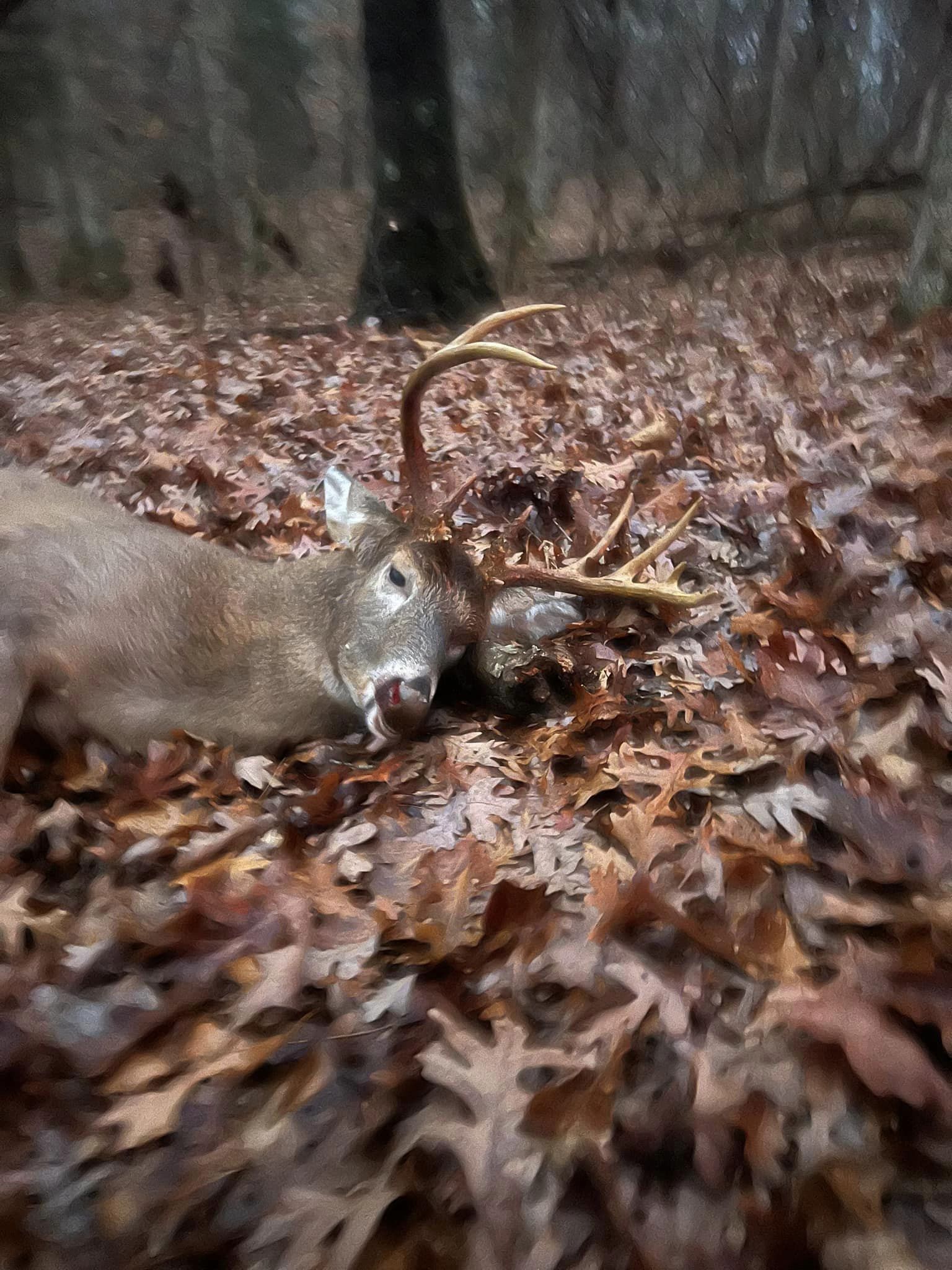 A mature buck lies on a bed of fallen oak leaves in a wooded area.