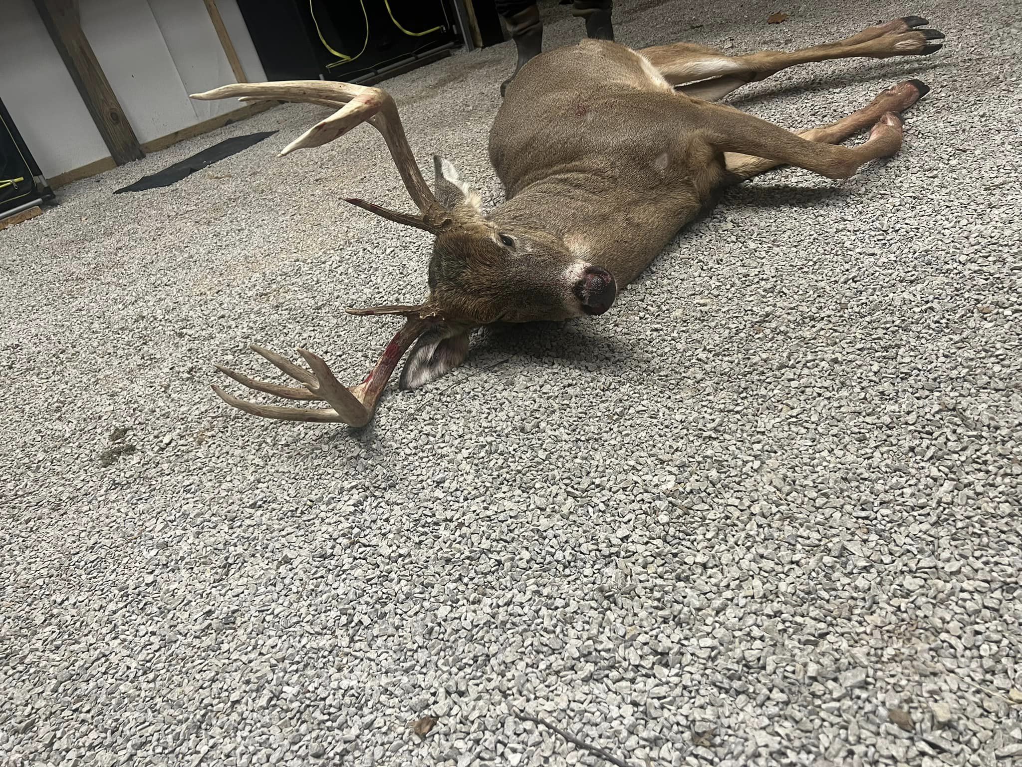 A mature whitetail buck lies on a gravel surface, its antlers visible.