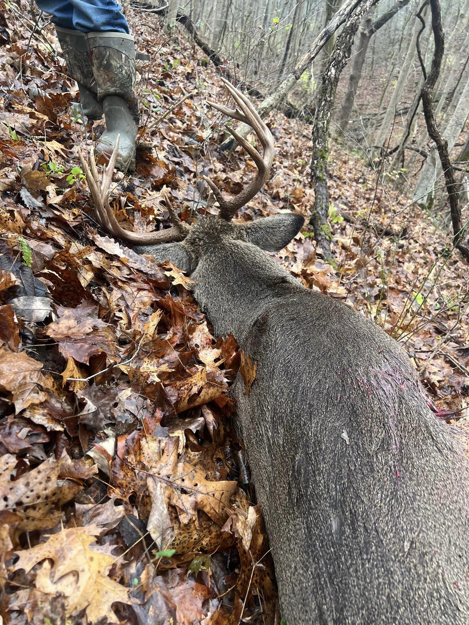 A hunter's boots stand over a downed whitetail buck on a forest floor covered in autumn leaves.