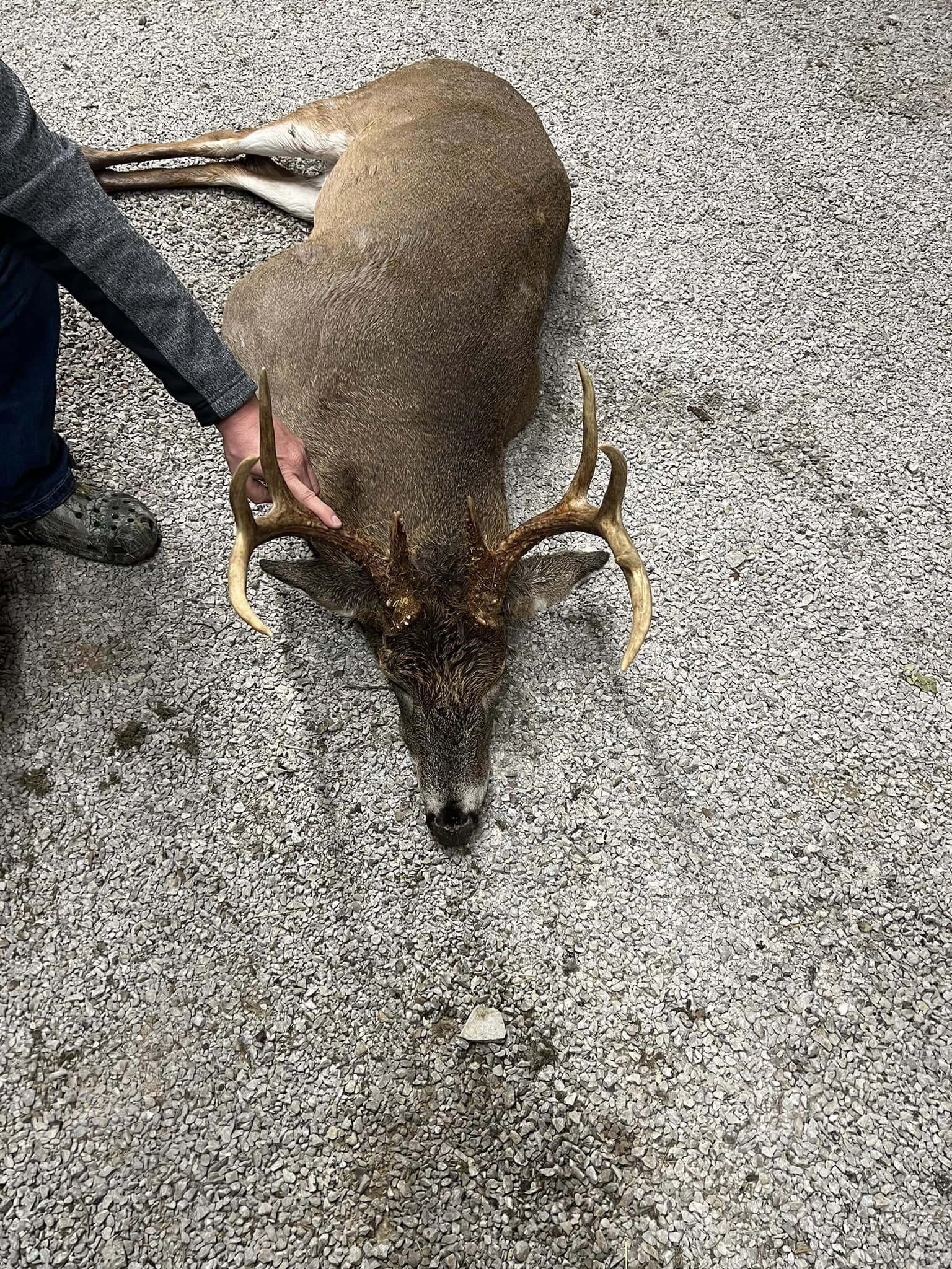 A hunter shows off a mature buck with prominent antlers lying on gravel.