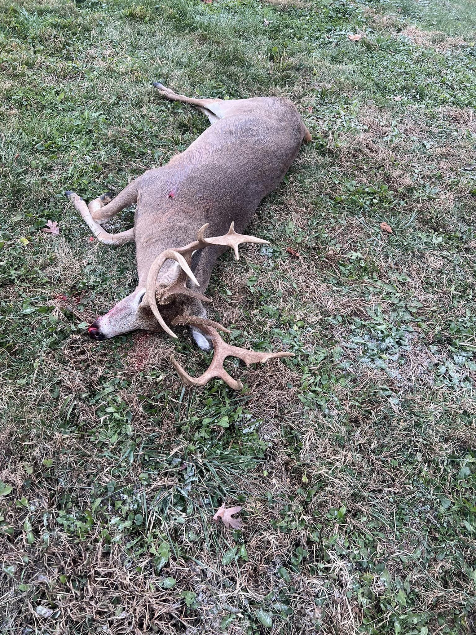 A mature whitetail buck lies in the grass, showing its antlers.