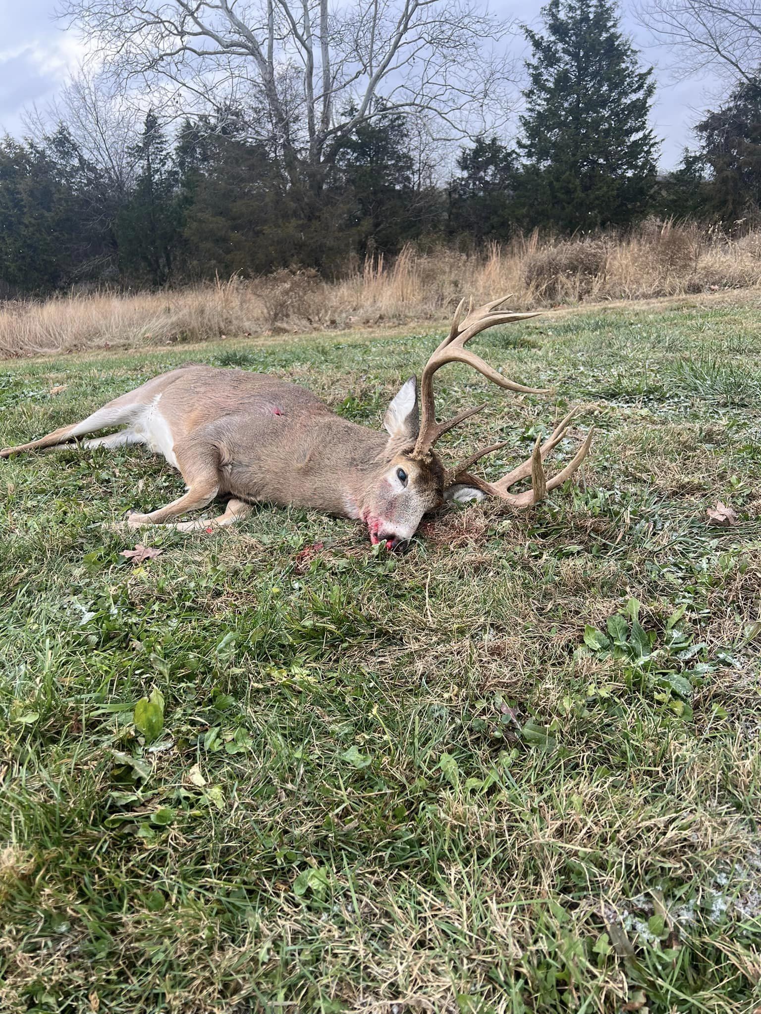A majestic whitetail buck lies on a frosty Kentucky field after a successful hunt.