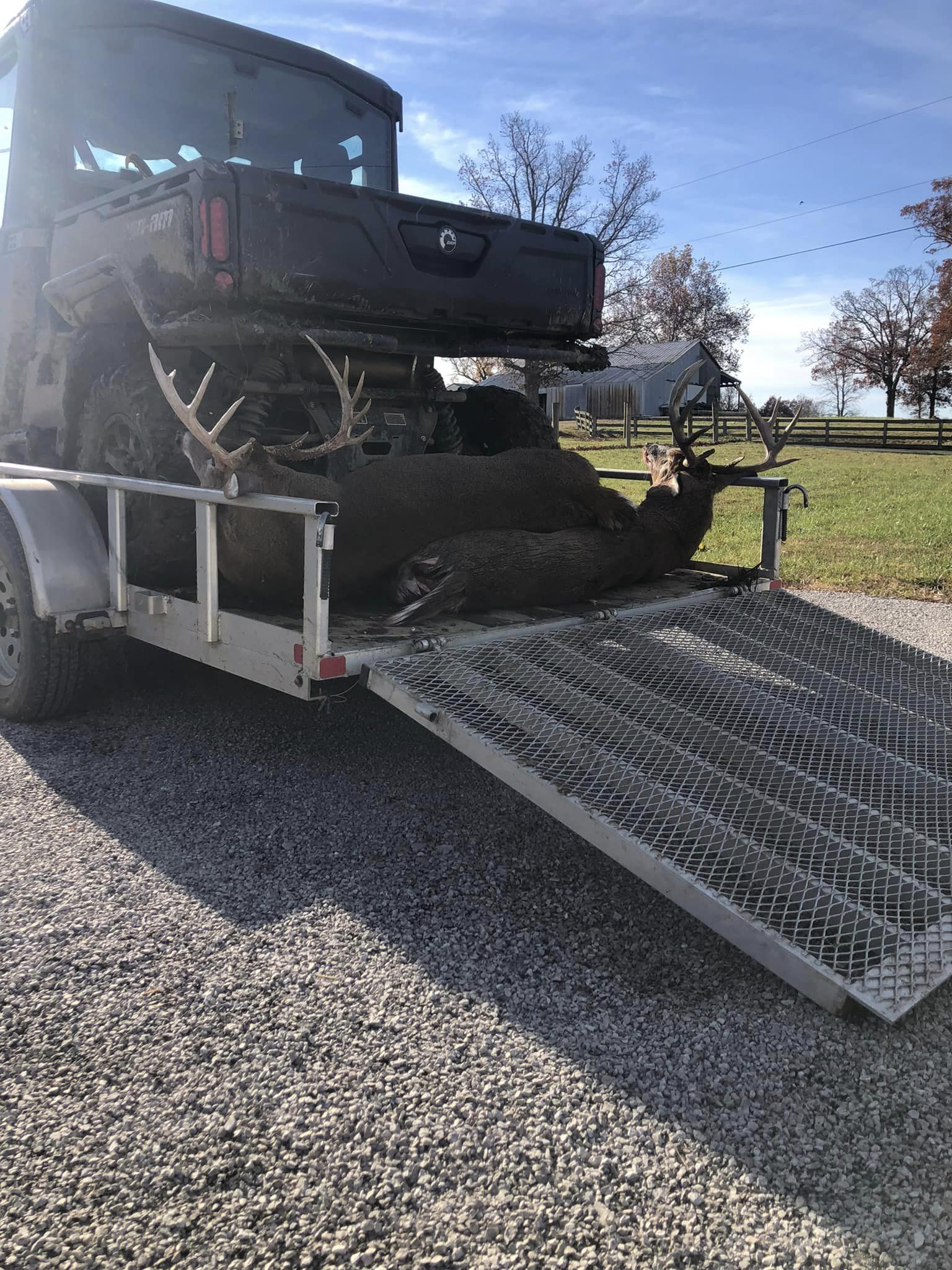 Two large whitetail bucks loaded into a trailer behind an ATV.