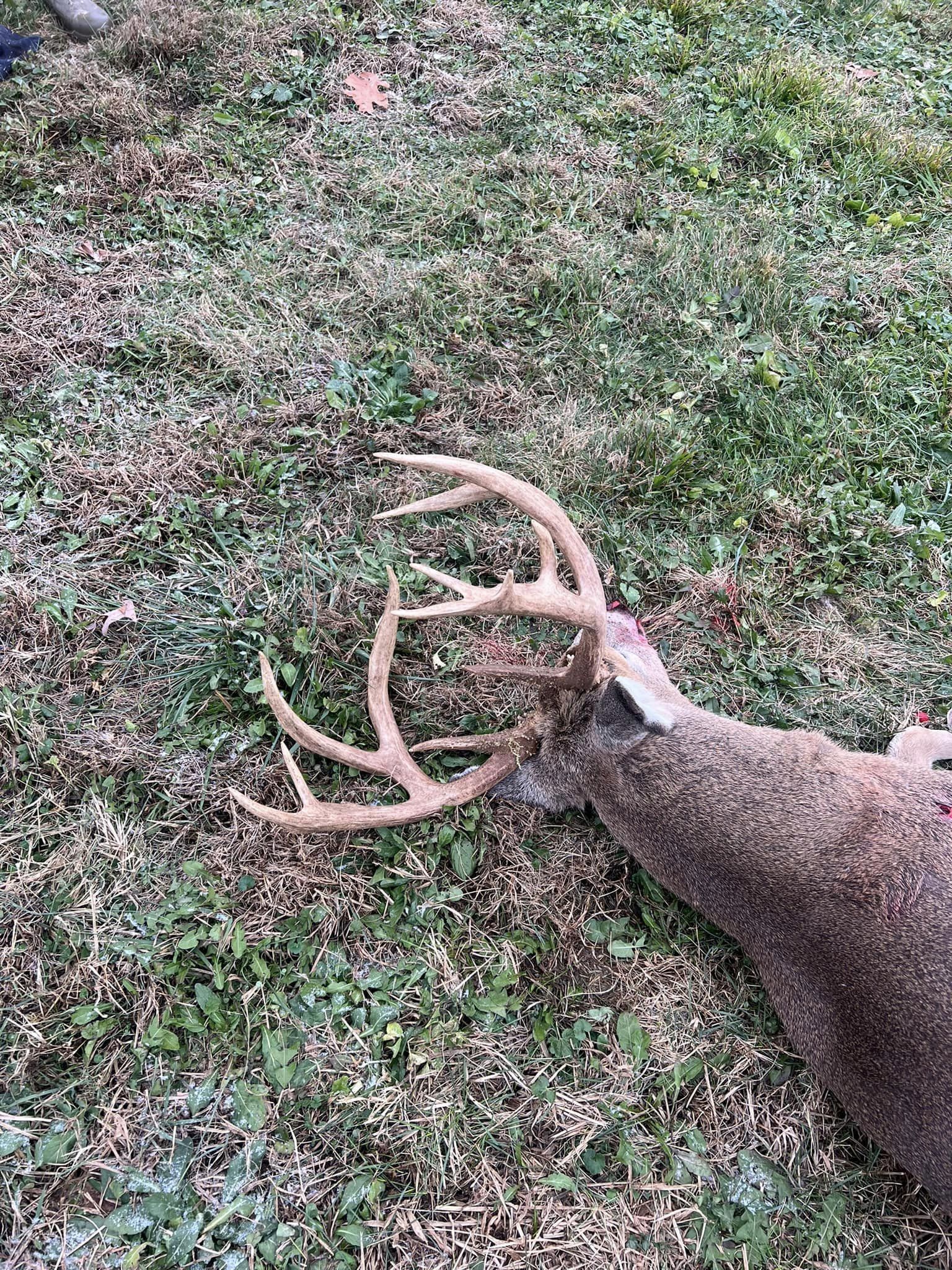 A mature whitetail buck with a large rack lies on the ground.