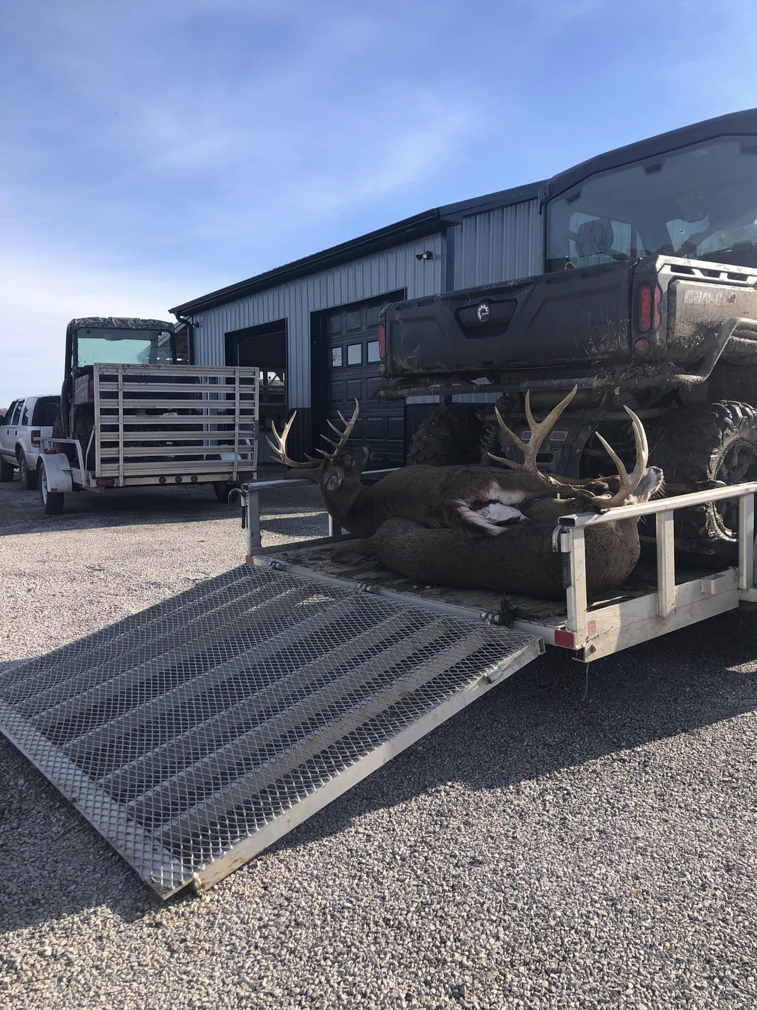 Two mature bucks loaded onto a trailer with a hunting lodge and vehicles nearby.