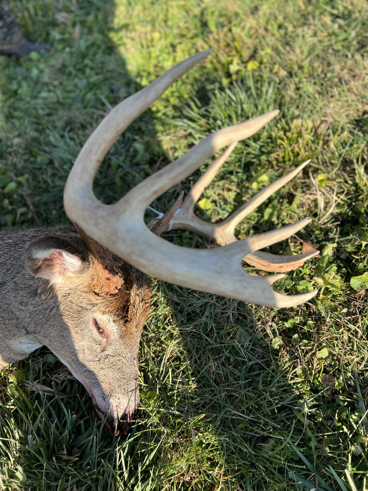 A mature whitetail buck lies on the ground with its antlers prominently displayed.