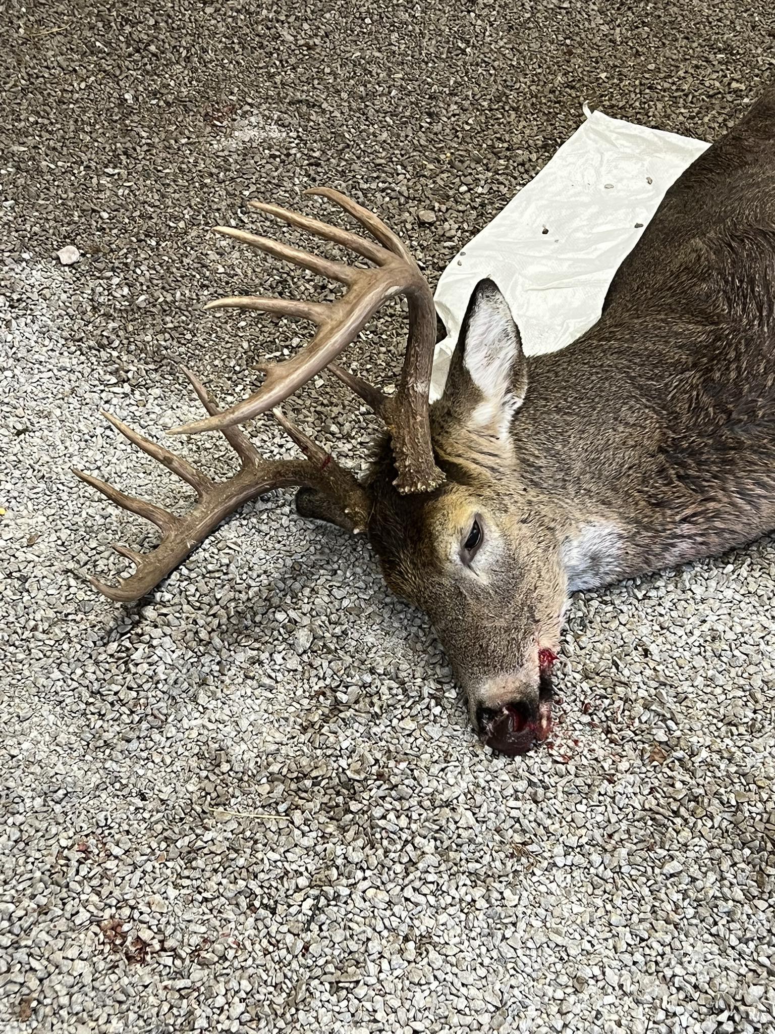 A mature buck with a large rack lies on a gravel surface.
