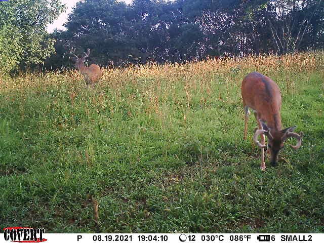 Two bucks graze in a grassy field with a tree line and tall weeds in the background.