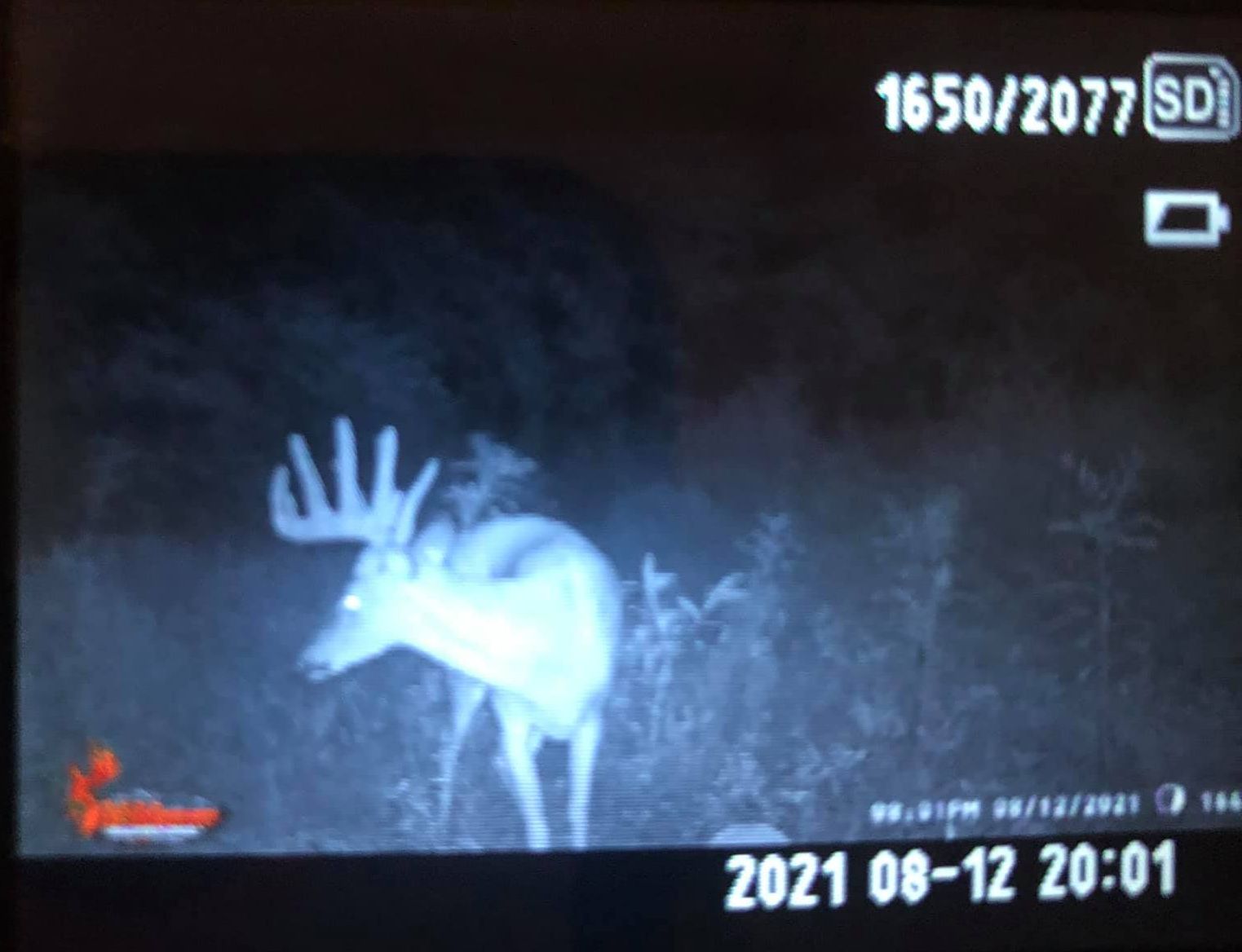 A buck with large antlers in velvet stands in a field at night.
