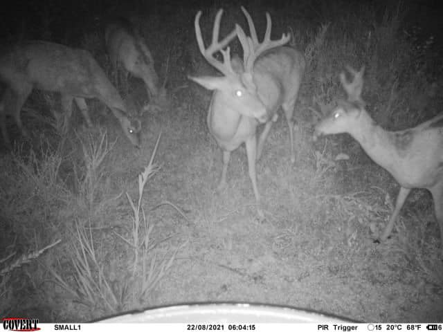 A velvet buck leads three other deer through tall grass at night.