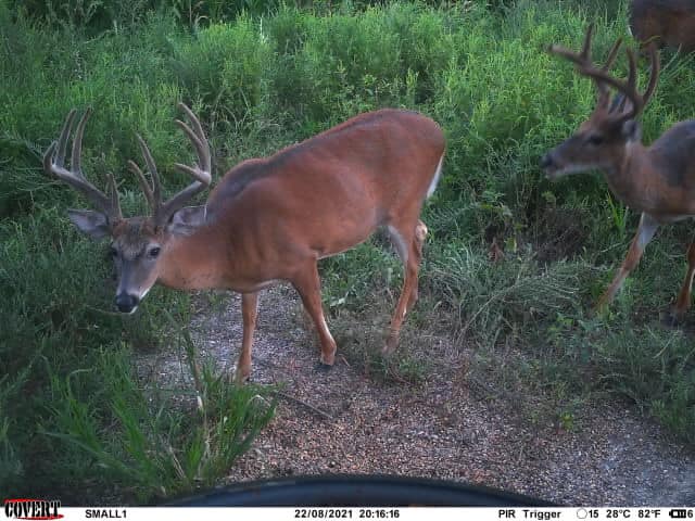 Two mature bucks with velvet antlers walk through tall grass.