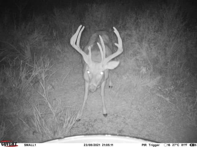A mature buck with velvet antlers walks past a trail camera at night.