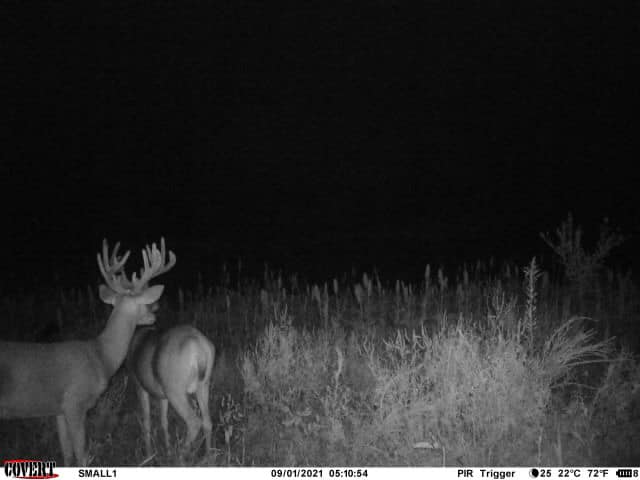 A mature buck with large antlers stands next to a deer in nighttime velvet.