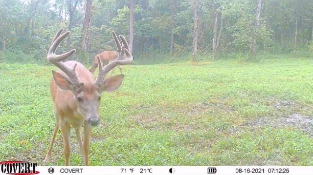 A large whitetail buck with velvet antlers in a grassy field.