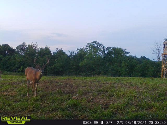 A mature buck stands in a field next to a wooded area under a cloudy sky.