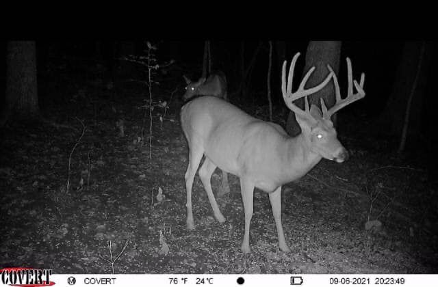 A large buck with fully developed antlers walks through a food plot at night.