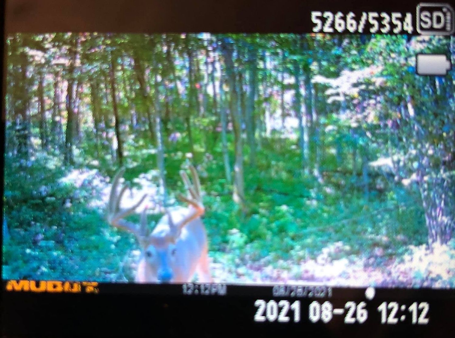 A mature buck with velvet antlers walks through a mixed hardwood forest.