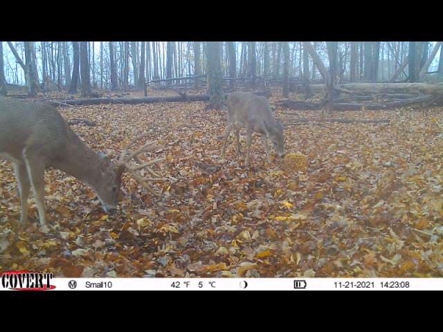 Two bucks forage in dry leaves on a wooded ridge during the Kentucky rut.