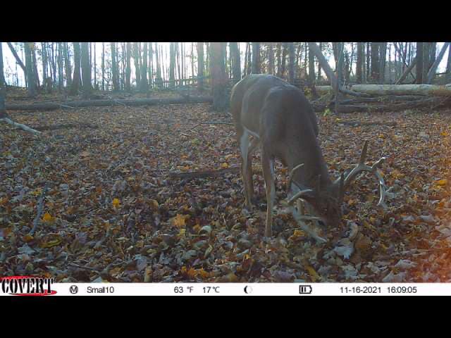 A mature whitetail buck grazes on a leaf-strewn forest floor.
