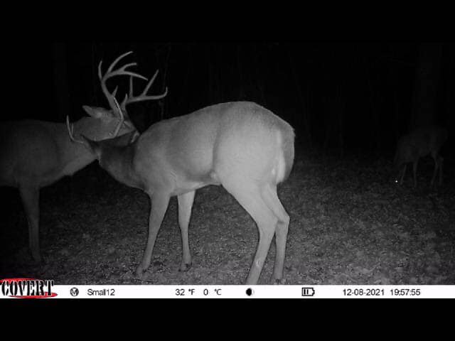 Two bucks interact in the woods at night, while a third deer grazes in the background.