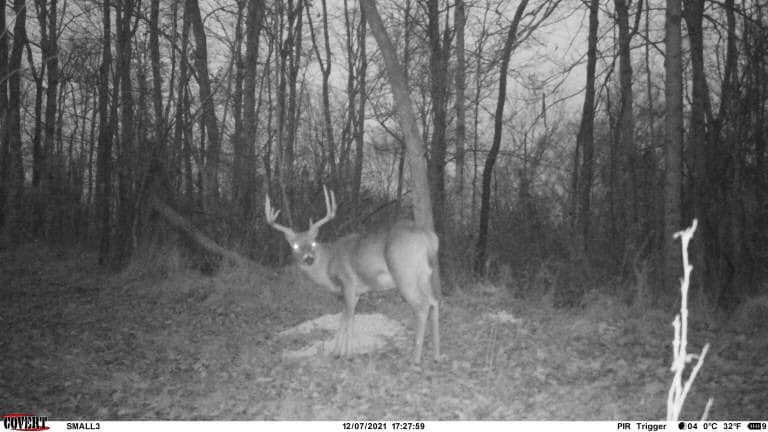 A mature buck with large antlers stands in a wooded area, captured by a trail camera.