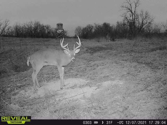 A large-antlered buck surveys a field at dusk, with a treestand visible in the background.