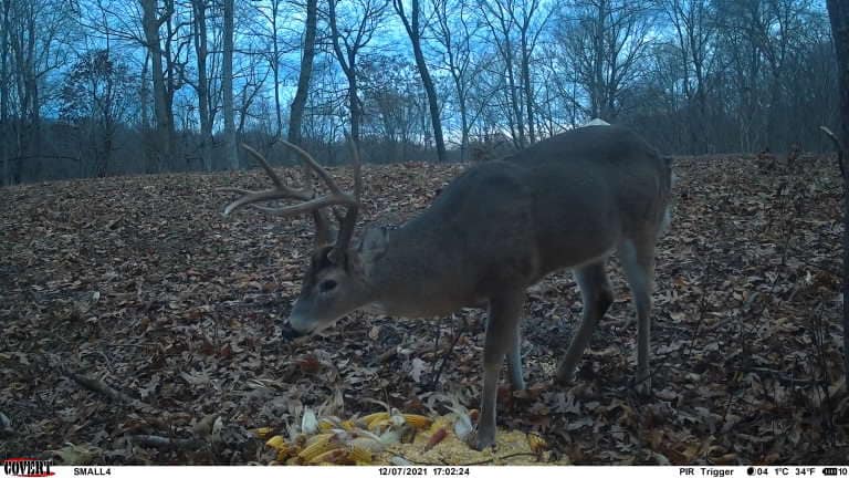 Buck with antlers feeds on kernels spread over fallen autumn leaves.