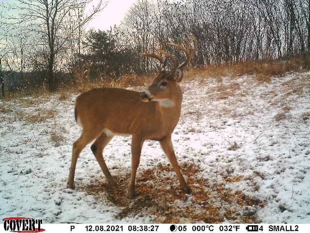 A whitetail buck with full antlers stands in mixed snow and feed on a December morning.