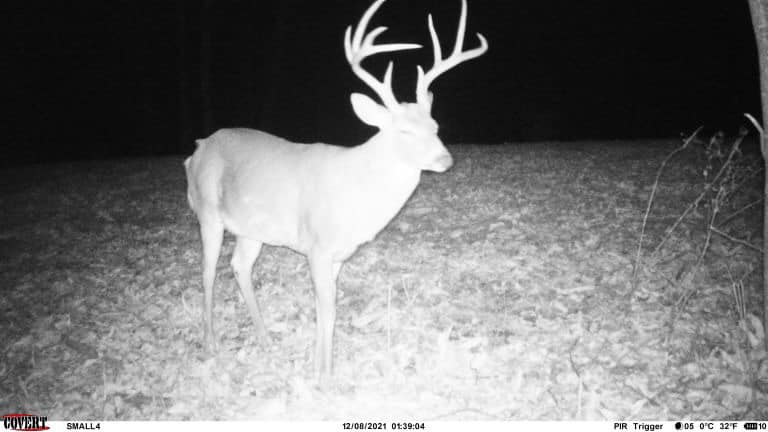 A large whitetail buck with impressive antlers standing in a field at night.