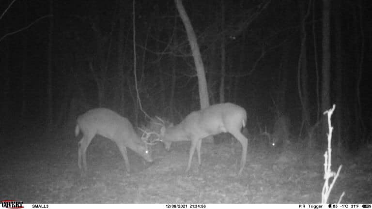 Two bucks sparring in the woods at night.
