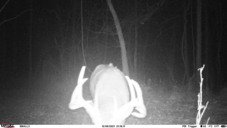 A buck with large antlers walks away from a trail camera in the woods at night.