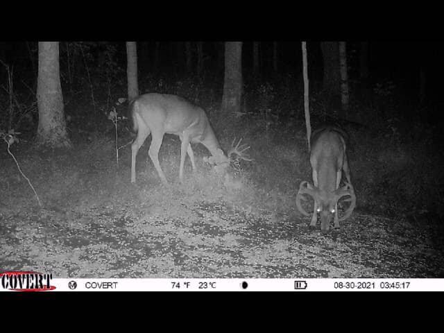 Two bucks with velvet antlers graze in the woods at night.