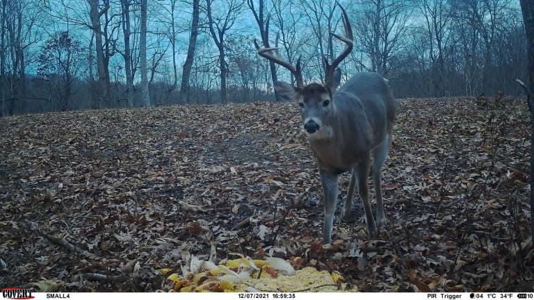 A mature whitetail buck approaches a bait pile in a leaf-covered forest.