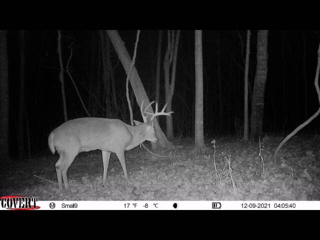 A buck with a large rack walks through fallen leaves on a dark night.