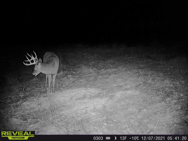 Night vision trail camera captures a mature buck in a Kentucky field.
