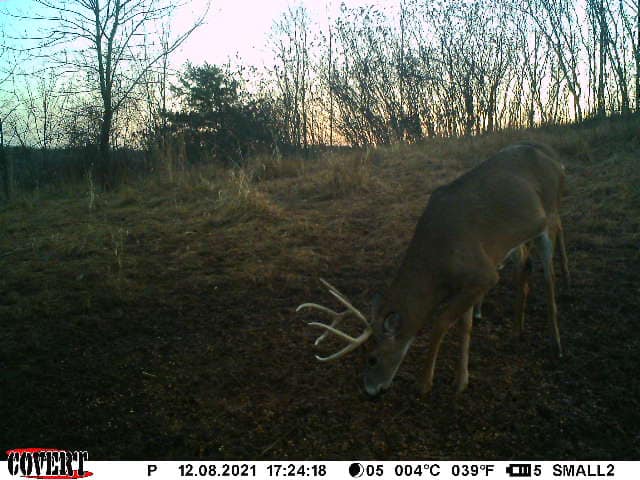 A mature buck forages in a Kentucky field at dusk.