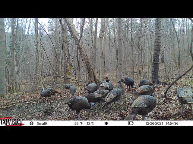 A flock of wild turkeys walks through a wooded area on a cold December day.