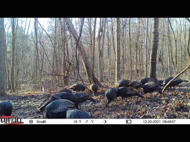 A flock of turkeys forages in a sunlit Kentucky hardwood forest during winter.