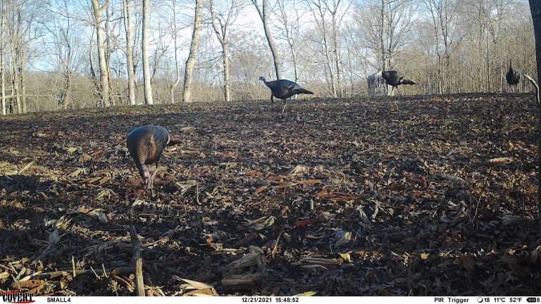 Four turkeys forage on a leaf-strewn hillside under a clear winter sky.