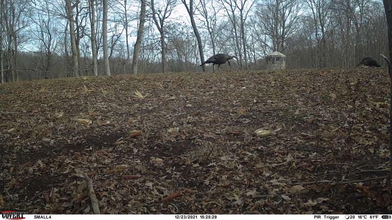 Two turkeys and a small hunting blind in a leaf-covered field on a winter day.