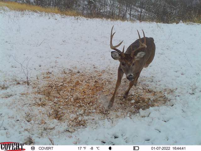 A white-tailed deer buck walks through the snow on a food plot covered in corn.