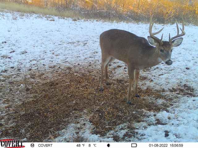 A mature buck with antlers stands in the snow next to a deer feeder.